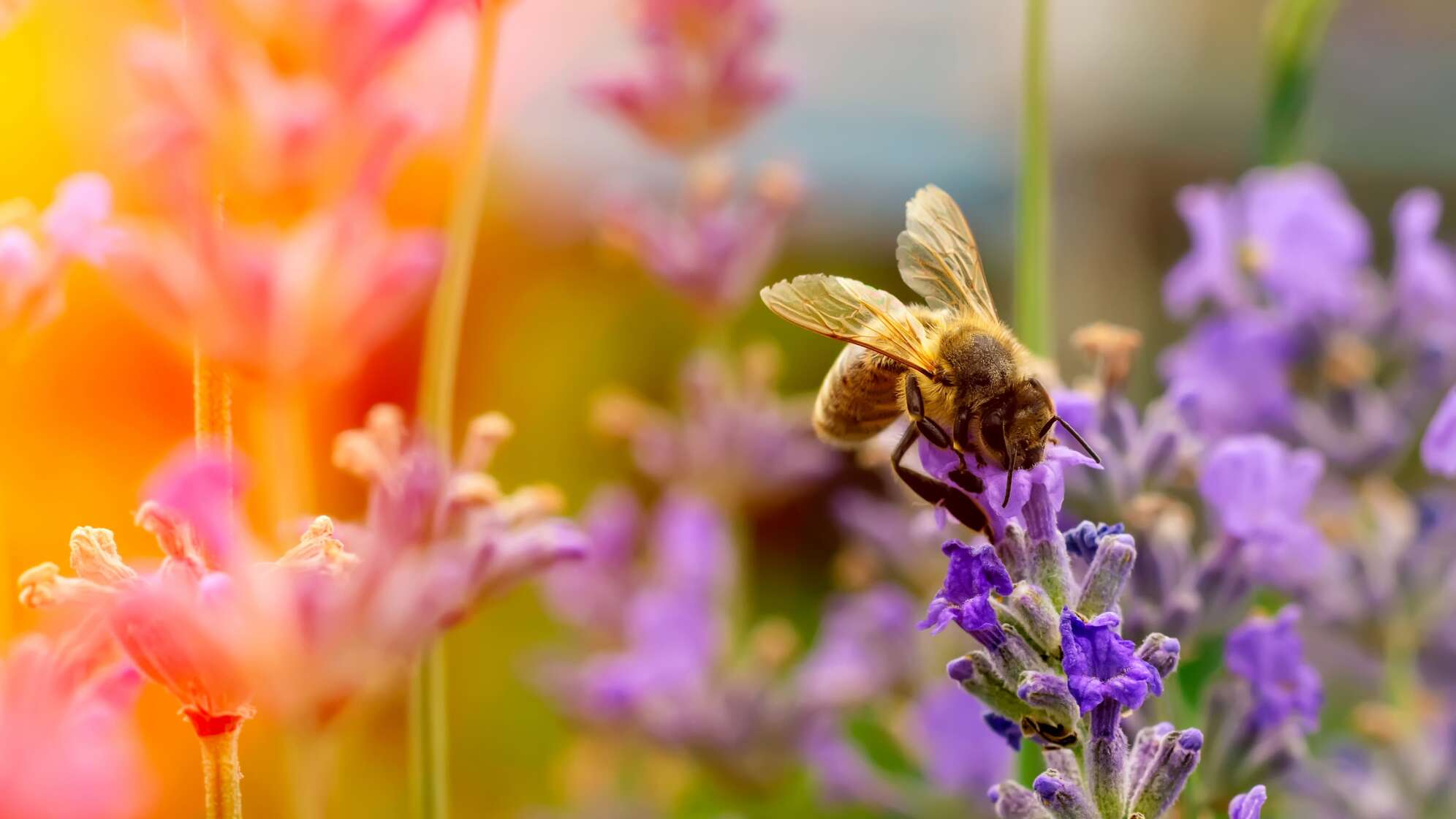 Das ANTNENNE BAYERN und Dehner Bienenparadies